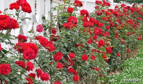 种爬藤月季要多深的盆