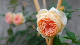 夏洛特夫人和王妃月季哪个好