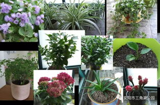光照不太多的阳台适合养什么花 光照不太多的阳台种什么植物好