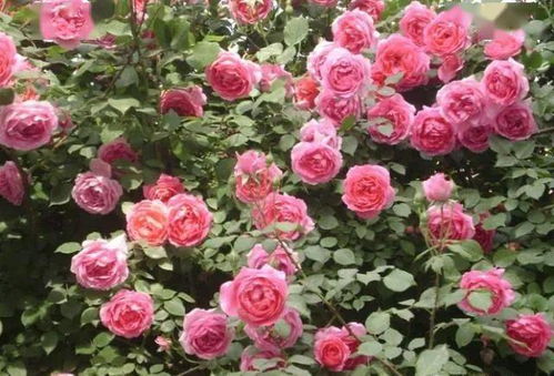 夏洛特夫人适合广东吗