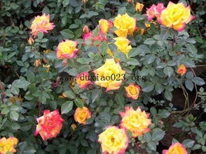 爬藤月季多久可以爬墙