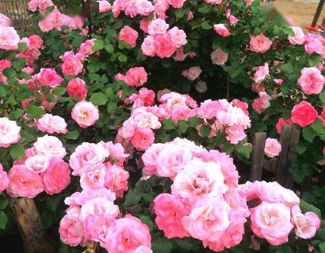 长得最快的藤本月季品种