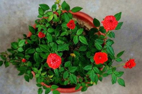 微型小月季什么品种最好