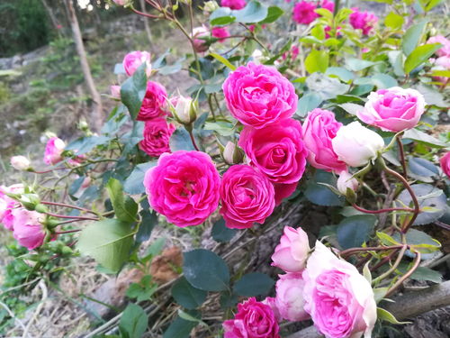 月季胭脂扣长势快吗