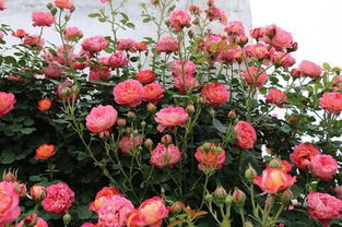 藤宝贝月季优缺点