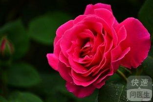 月季花刺扎手指长期消肿不退