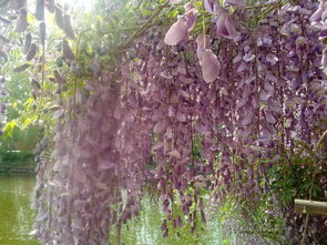 生长最快的爬藤植物