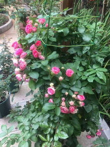 胭脂扣月季要多大的盆