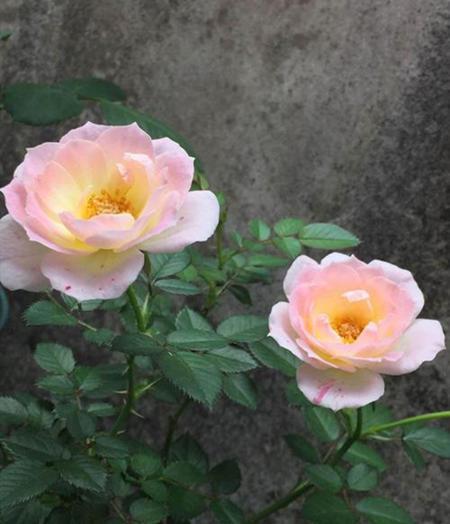 最不值得入的月季品种