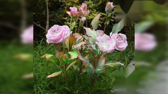 野蔷薇 –