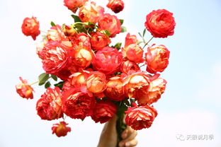 皇家胭脂月季是藤本还是灌木