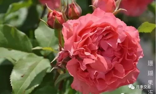 珊瑚果冻月季缺点