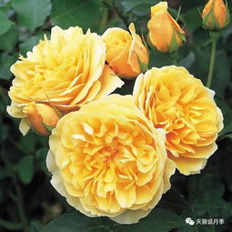 天狼说月季 优秀母本介绍 遥远的鼓声