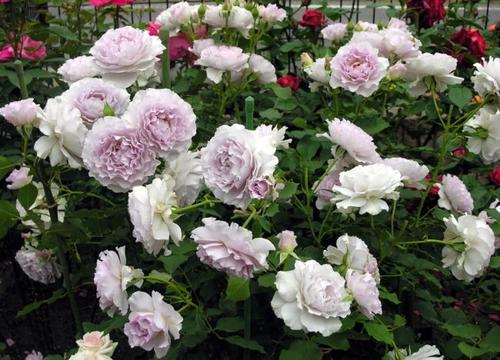 院子里最旺风水的花