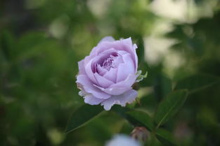 适合广东的蓝紫色月季