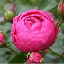 艾拉绒球月季花