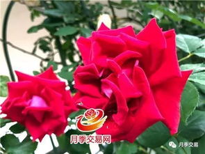 藤本月季品种 多季节勤花好养 阳台地栽都是美美滴
