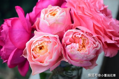 喜欢玫瑰,不如养 精品月季 温柔珊瑚心,花香浓郁,美艳倾心