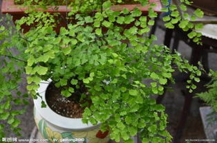 喜阴好养室外植物