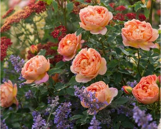 适合小阳台超耐阴月季