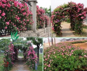 安吉拉爬藤的养殖方法