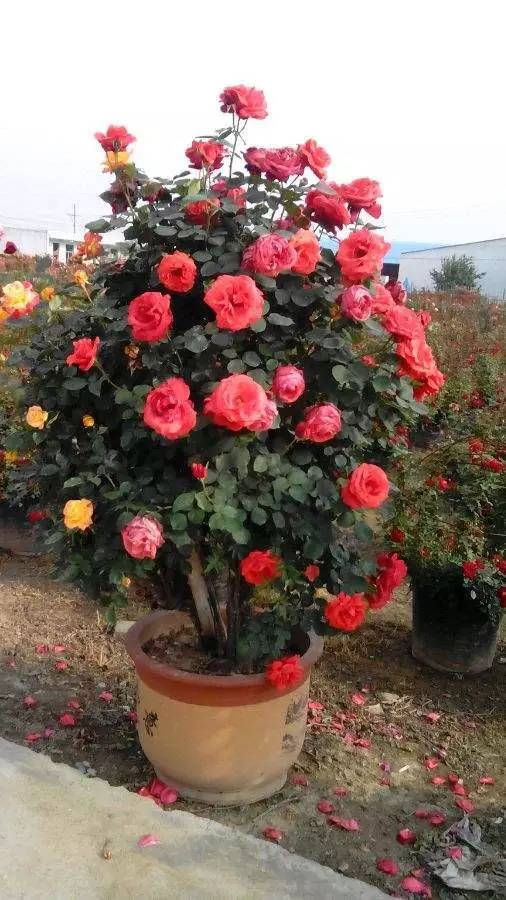 养花常识 反季节移栽月季的注意事项