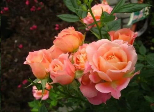 耐阴的微型月季品种