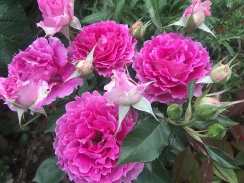 天方夜谭月季好养吗