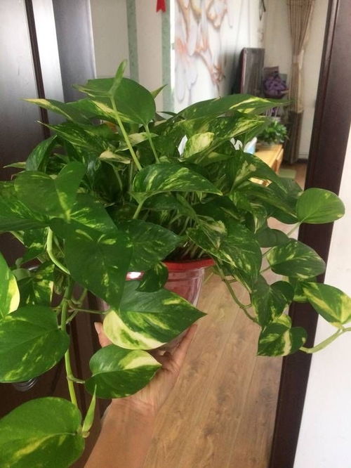 室内最耐活的植物