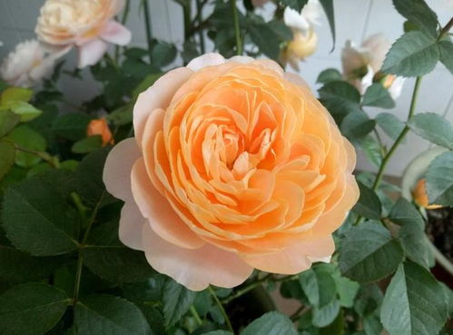 诺娃月季和果汁阳台哪个好