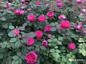 红色达芬奇月季刺多吗