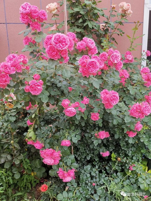 广东种粉色达芬奇开花吗