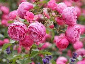 艾拉绒球月季图片大全