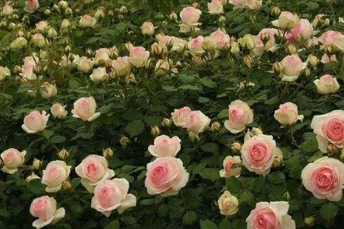 可灌可藤的月季品种