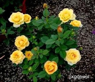 哪种藤本月季四季开花不断