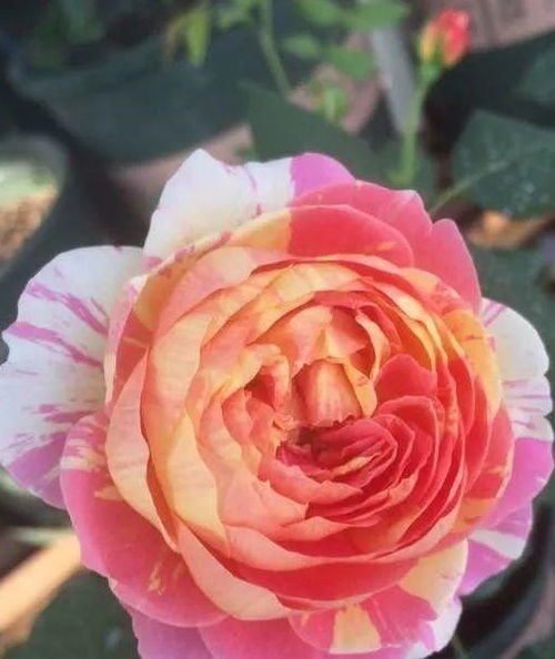 这花一年能开8个月,开完剪,剪完开,养花人都爱它 月季