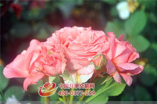 珊瑚果冻月季贴吧