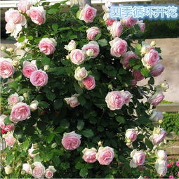 这种花种一次可养20年不死,年年有花赏