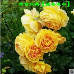 广东表现好的藤本月季