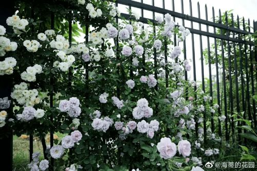 蓝色阴雨月季种后悔了