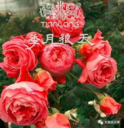 天狼橘子月季的优缺点