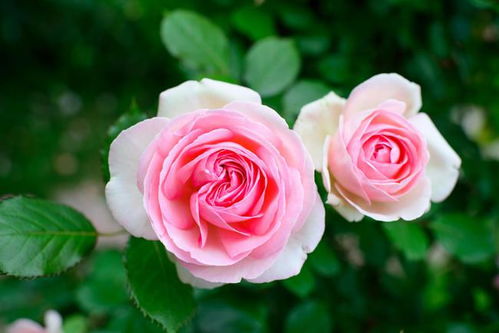 为什么不建议月季棒棒糖