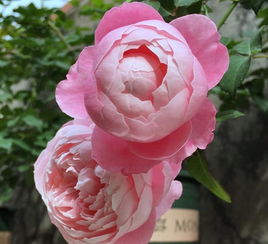 羽毛月季太难养了