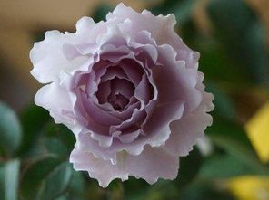 温柔珊瑚心能长多高