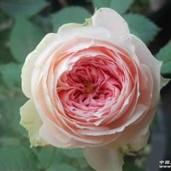 月季绒球门廊优缺点