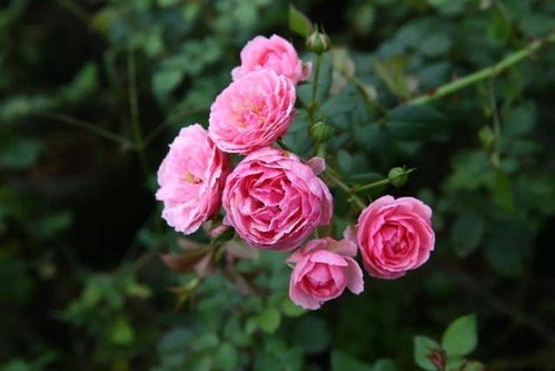 艾拉绒球是灌木还是藤本