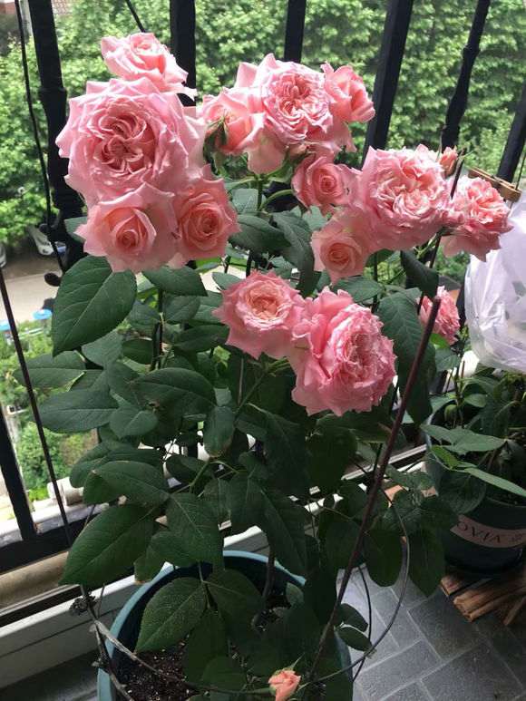 复古珊瑚月季优缺点