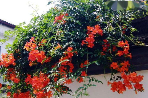 最耐阴耐寒的十大树木