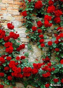 适合广东种植的月季排行榜