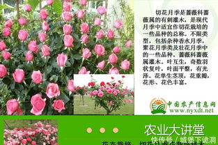 花卉栽培 切花月季栽培技术